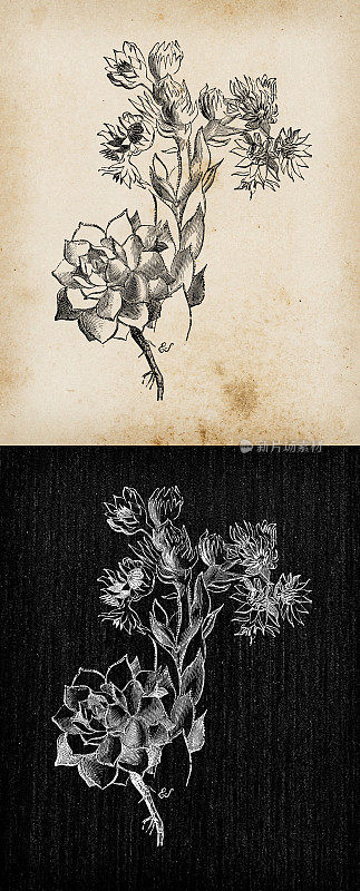 植物学植物仿古雕刻插图:Sempervivum tectorum(普通家居花)